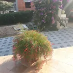 Apartment Remini Grebaštica