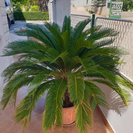 Remini Grebastica
